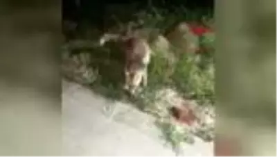 ÇANKIRI Güvenlik görevlileri yiyeceklerini tilki ile paylaştı ÇANKIRI Güvenlik görevlileri yiyeceklerini tilki ile paylaştı
