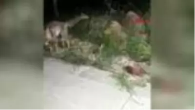 ÇANKIRI Güvenlik görevlileri yiyeceklerini tilki ile paylaştı ÇANKIRI Güvenlik görevlileri yiyeceklerini tilki ile paylaştı