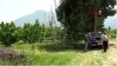 DENİZLİ 'Cambaz'la kırmızı altının hasadı başladı DENİZLİ 'Cambaz'la kırmızı altının hasadı başladı