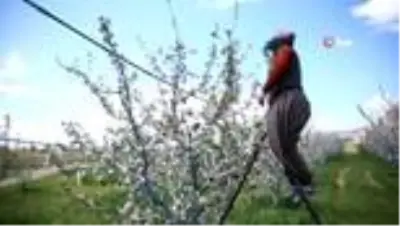 Denizli’de elma kurduna karşı feromon yayıcı tel uygulanmaya başlandı