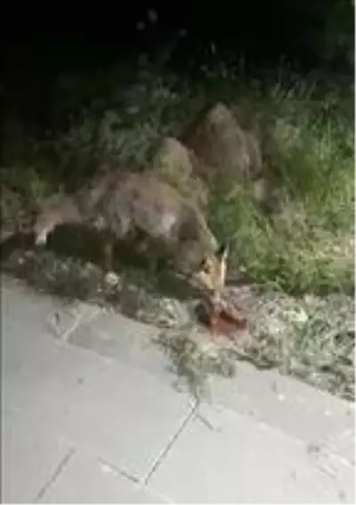 Güvenlik görevlileri yiyeceklerini tilki ile paylaştı
