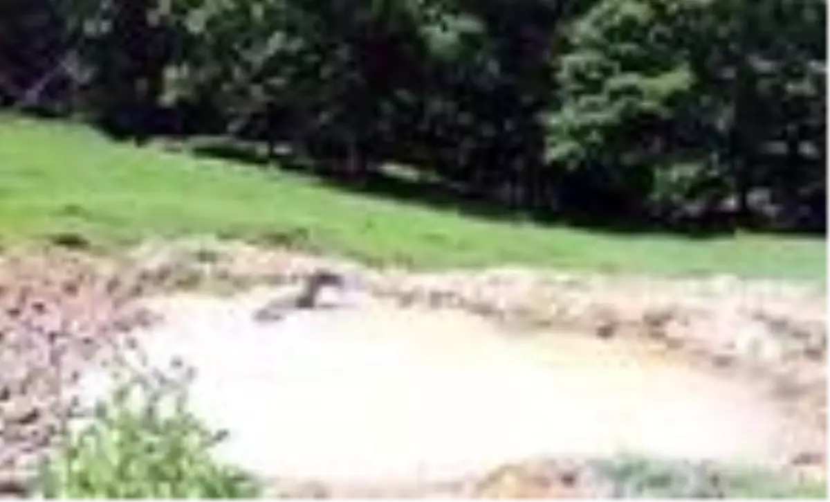 Yaban hayvanları için göletler oluşturuldu