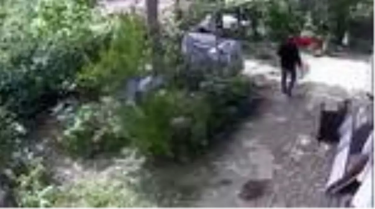 YAVRU KARGALARA YARDIM ETMEK İSTERKEN DİĞER KARGALARIN SALDIRISINA UĞRADI.