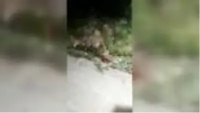 Yiyecek bulamayan tilki güvenlik görevlilerinin iftar sofrasına katıldı Yiyecek bulamayan tilki güvenlik görevlilerinin iftar sofrasına katıldı