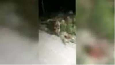 Yiyecek bulamayan tilki güvenlik görevlilerinin iftar sofrasına katıldı Yiyecek bulamayan tilki güvenlik görevlilerinin iftar sofrasına katıldı