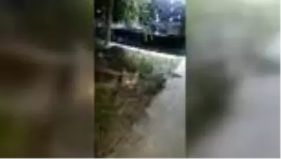 Yiyecek bulamayan tilki güvenlik görevlilerinin iftar sofrasına katıldı Yiyecek bulamayan tilki güvenlik görevlilerinin iftar sofrasına katıldı