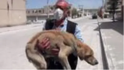 Acliktan Olmek Uzere Olan Hasta Kopek Barinaga Teslim Edildi Acliktan Olmek Uzere Olan Hasta Kopek Barinaga Teslim Edildi