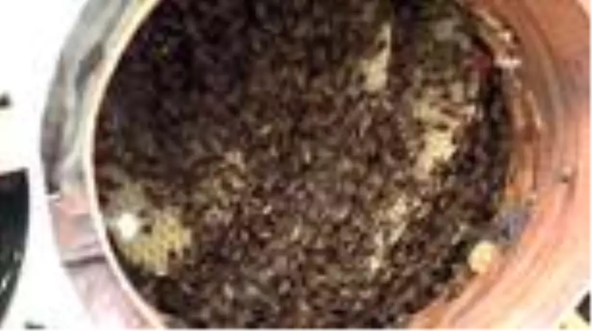 Bal üretiminde 'korona' hamlesi