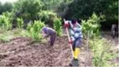 Balıkesir'de kısıtlamadan muaf çiftçiler üretime devam ediyor