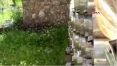 BİTLİS Arıcılar yaylalara çıkmaya başladı BİTLİS Arıcılar yaylalara çıkmaya başladı