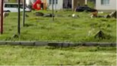 Erciş Belediyesinden sokak hayvanlarına yem desteği