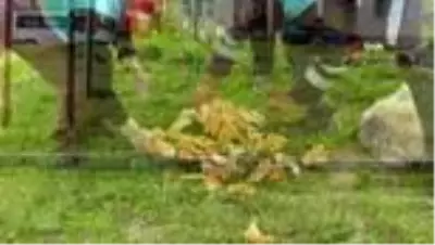 Erciş Belediyesinden sokak hayvanlarına yem desteği