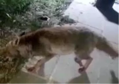 İftar sofrasına gelen tilkiyi beslediler İftar sofrasına gelen tilkiyi beslediler