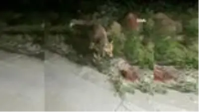 İftar sofrasına gelen tilkiyi beslediler İftar sofrasına gelen tilkiyi beslediler