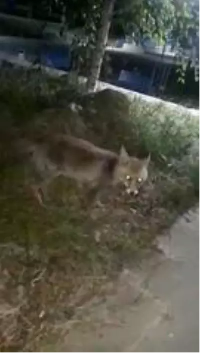 İftar sofrasına gelen tilkiyi beslediler İftar sofrasına gelen tilkiyi beslediler
