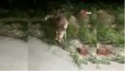İftar sofrasına gelen tilkiyi beslediler İftar sofrasına gelen tilkiyi beslediler