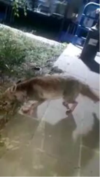 İftar sofrasına gelen tilkiyi beslediler İftar sofrasına gelen tilkiyi beslediler
