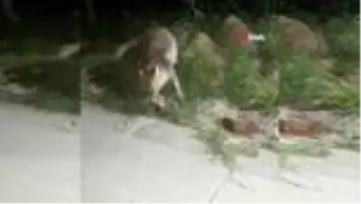 İftar sofrasına gelen tilkiyi beslediler İftar sofrasına gelen tilkiyi beslediler
