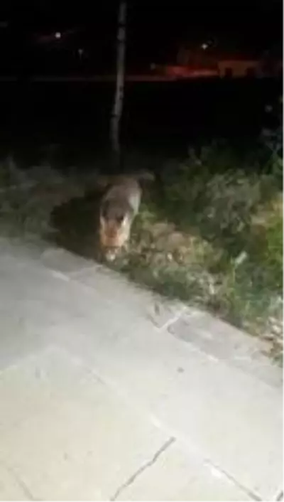 İftar sofrasına gelen tilkiyi beslediler İftar sofrasına gelen tilkiyi beslediler