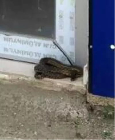 İş yerinin önündeki 2 metrelik yılanı gören vatandaşlar telefona sarıldı İş yerinin önündeki 2 metrelik yılanı gören vatandaşlar telefona sarıldı