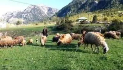 Kahramanmaraş'ta çobanlar sürüleriyle yaylaya çıktı Kahramanmaraş'ta çobanlar sürüleriyle yaylaya çıktı