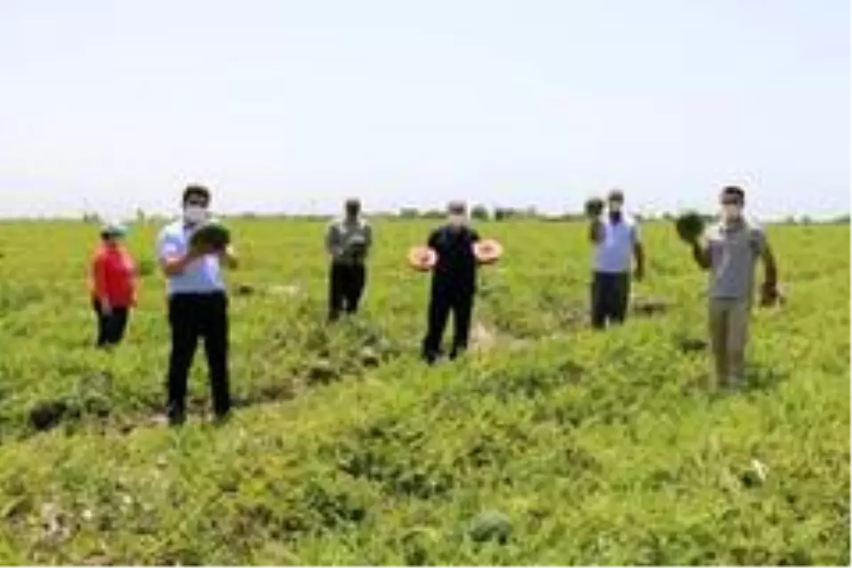 Karpuz timleri denetimde