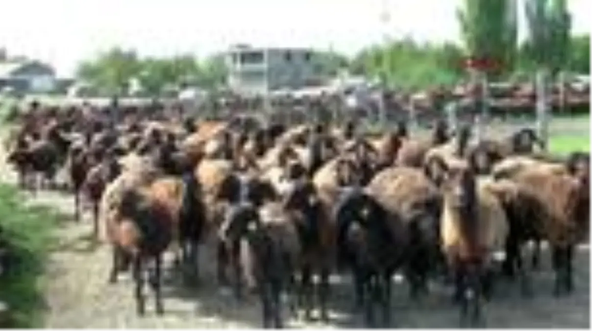 MUŞ Kuzuların, anneleriyle buluşmasında renkli görüntüler