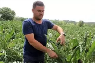 Kapış kapış satılan Hasanağa enginarları, üreticisine dönümünden 15 bin lira kazandırıyor Kapış kapış satılan Hasanağa enginarları, üreticisine dönümünden 15 bin lira kazandırıyor