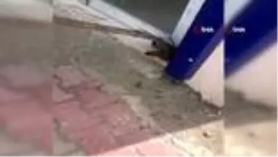 Sıcaklar tavan yaptı, yılanlar ortaya çıkmaya başladı Sıcaklar tavan yaptı, yılanlar ortaya çıkmaya başladı