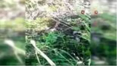 Sıcaklar tavan yaptı, yılanlar ortaya çıkmaya başladı Sıcaklar tavan yaptı, yılanlar ortaya çıkmaya başladı