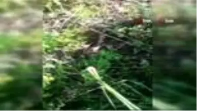 Sıcaklar tavan yaptı, yılanlar ortaya çıkmaya başladı Sıcaklar tavan yaptı, yılanlar ortaya çıkmaya başladı