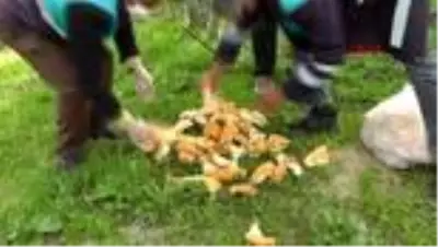 Van'da, sokak hayvanları unutulmadı