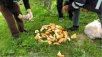 Van'da, sokak hayvanları unutulmadı