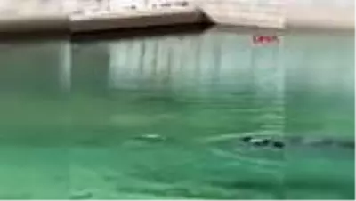 18 yaşındaki Umut yüzmeye girdiği gölette boğuldu 18 yaşındaki Umut yüzmeye girdiği gölette boğuldu