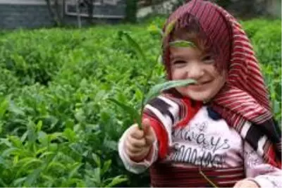 2020 yılı yaş çay sezonu başladı 2020 yılı yaş çay sezonu başladı