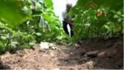 Batmanlı seracılar tek çatı altında toplanıyor