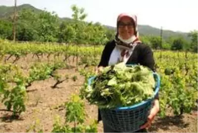 Coğrafi işaretli lezzetin ünü sınırları aştı Coğrafi işaretli lezzetin ünü sınırları aştı