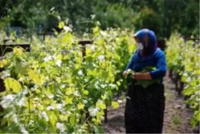 Coğrafi işaretli lezzetin ünü sınırları aştı Coğrafi işaretli lezzetin ünü sınırları aştı