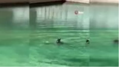 Genç futbolcu ailesiyle birlikte gittiği gölette boğuldu Genç futbolcu ailesiyle birlikte gittiği gölette boğuldu