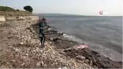 Kırmızı listeyle koruma altına alınan köpek balığı ölü olarak sahile vurdu Kırmızı listeyle koruma altına alınan köpek balığı ölü olarak sahile vurdu
