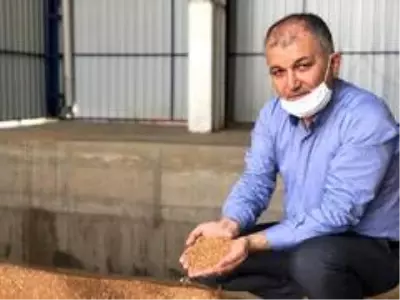 Kızıltepe'de hasadı başlayan kırmızı mercimek hububat merkezine getirildi