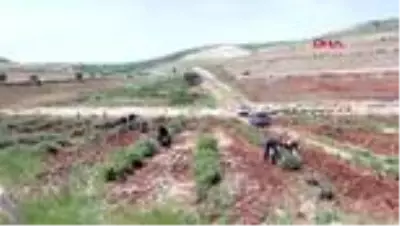 Şarkıcı Berdan Mardini, memleketi Mardin'e gül suyu fabrikası kurdu Şarkıcı Berdan Mardini, memleketi Mardin'e gül suyu fabrikası kurdu