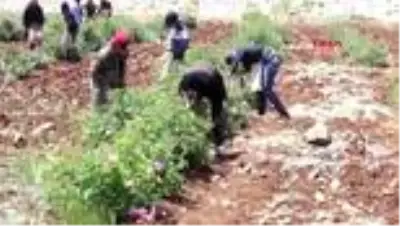 Şarkıcı Berdan Mardini, memleketi Mardin'e gül suyu fabrikası kurdu Şarkıcı Berdan Mardini, memleketi Mardin'e gül suyu fabrikası kurdu