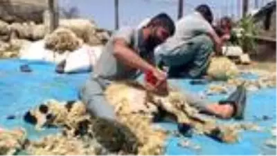 Mazıdağı’nda koyun kırkma dönemi başladı