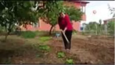 Sokağa çıkmayan yaşlı kadın doğal sebze yetiştirerek gününü geçiriyor Sokağa çıkmayan yaşlı kadın doğal sebze yetiştirerek gününü geçiriyor