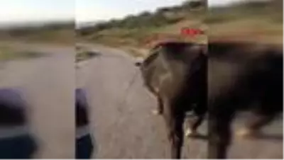11 yaşındaki Serenay'ın boğa tutkusu 11 yaşındaki Serenay'ın boğa tutkusu