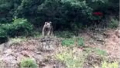 Artvin'de sokaklarda dolaşan boz ayı ilçenin maskotu oldu Artvin'de sokaklarda dolaşan boz ayı ilçenin maskotu oldu