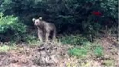Artvin'de sokaklarda dolaşan boz ayı ilçenin maskotu oldu Artvin'de sokaklarda dolaşan boz ayı ilçenin maskotu oldu
