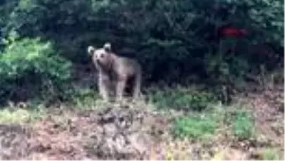 Artvin'de sokaklarda dolaşan boz ayı ilçenin maskotu oldu Artvin'de sokaklarda dolaşan boz ayı ilçenin maskotu oldu