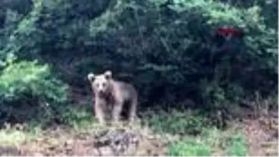 Artvin'de sokaklarda dolaşan boz ayı ilçenin maskotu oldu Artvin'de sokaklarda dolaşan boz ayı ilçenin maskotu oldu